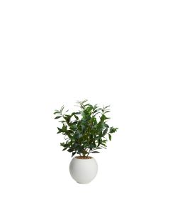 Bay Leaf in White Pot 32"