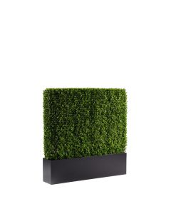 Boxwood Hedge 4'