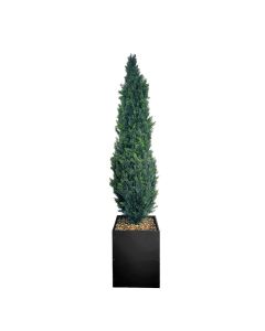 Cedar Tree 7'