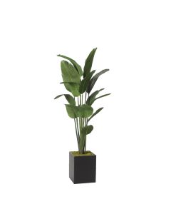 Traveler Palm 6'