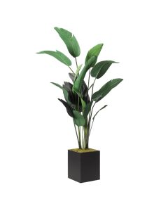 Traveler Palm 8'