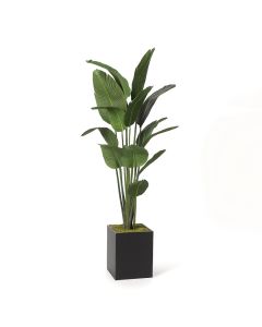 Greenery Traveler Palm 6'