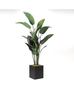 Greenery Traveler Palm 8'